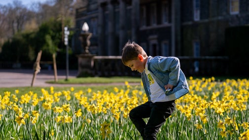 Child playing in Daffodils at Front of House, Mount Stewart